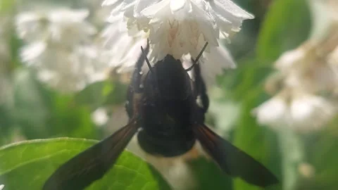 Macro shot of carpenter bee pollinating white flowers in sunny garden Stock Footage 338285600