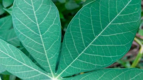 Macro shot of cassava leaf texture with natural lighting. Stock Photos