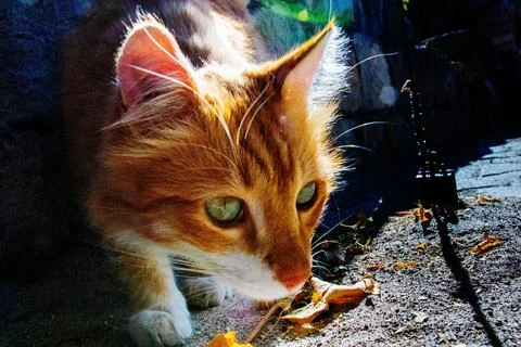 Macro shot of a cat Stock Photos