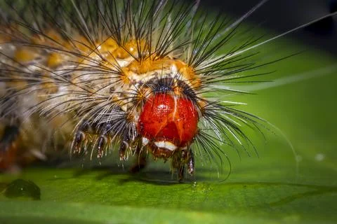 Macro shot of a caterpillar on a leaf Stock Photos