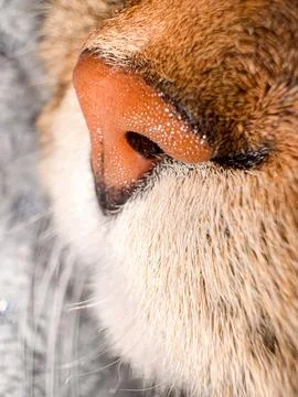 A macro shot of a cat's muzzle and nose, clearly showing pores, whiskers, a.. Stock Photos