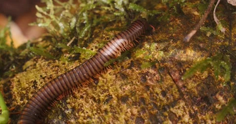 Macro shot of centipede moving across mossy bark Stock Footage 236992501