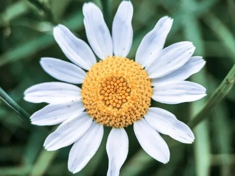 Macro shot of Chamomile or daisy flower fibonacci pattern Stock Photos