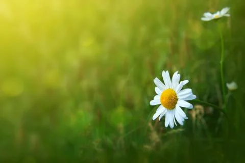 Macro shot of chamomile. Stock Photos