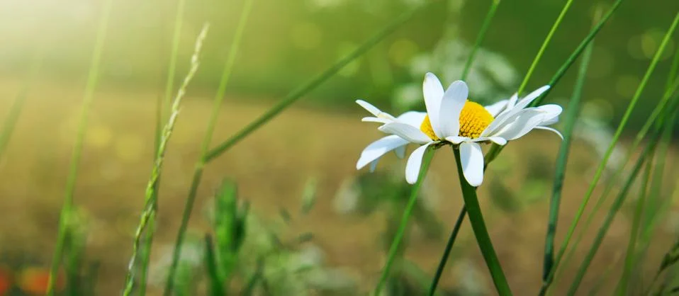 Macro shot of chamomile. Stock Photos