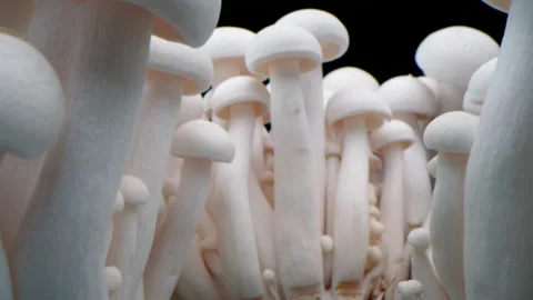 Macro shot of champignons stand in a row of mushrooms. Close-up porcini Stock Footage 176348351