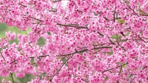 Macro Shot of Cherry Blossom Flower Stock Footage 294404604