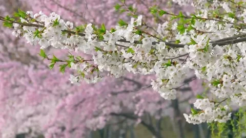 Macro Shot of Cherry Blossom Flower Stock Footage 294407366