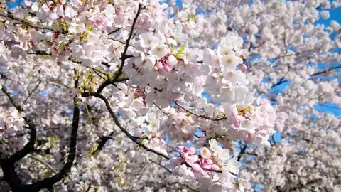 Macro Shot of Cherry Blossom Flower Stock Footage 294407367