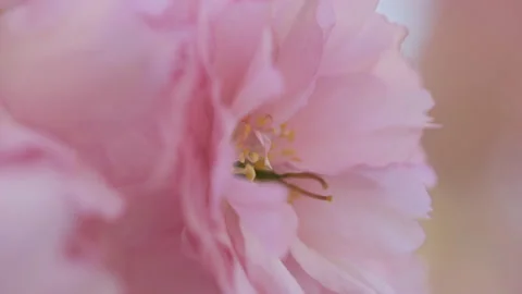 A macro shot of a cherry blossom. Stock Footage 231062026