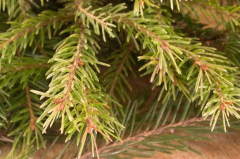 Macro shot of Christmas tree branches with green needles Stock Photos