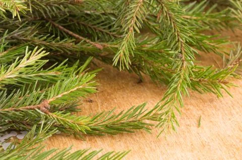Macro shot of Christmas tree branches with green needles Stock Photos