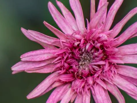 Macro shot of Chrysanthemums. Stock Photos