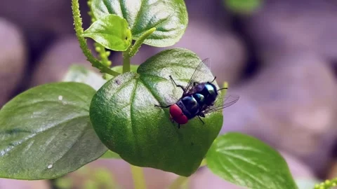 Macro Shot of Chrysomya Megacephala Fly with Red Eyes on Green Leaf Stock Footage 335017109
