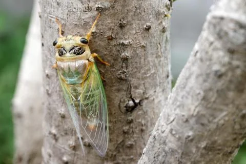 Macro shot of a cicada molting process Stock Photos
