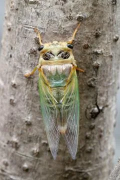 Macro shot of a cicada molting process Foto stock