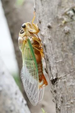 Macro shot of a cicada molting process Stock Photos