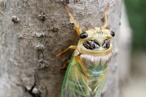 Macro shot of a cicada molting process Stock Photos