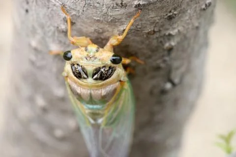 Macro shot of a cicada molting process Foto stock