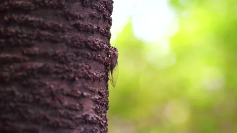 Macro shot of a cicada resting on a tree trunk in summer forest Stock Footage 341960072