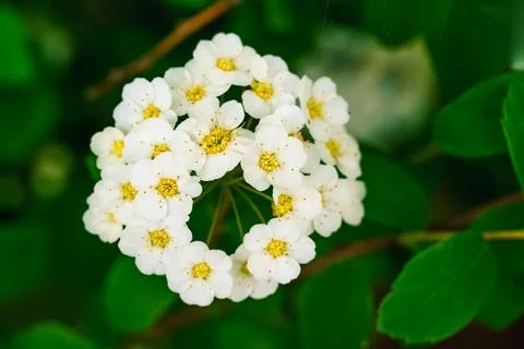 Macro shot of a circular white spiraea flower cluster against a dark green .. Stock Photos