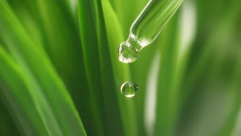 Macro shot of a clear plant extract or tea tree oil droplet falling Stock Footage 339280411