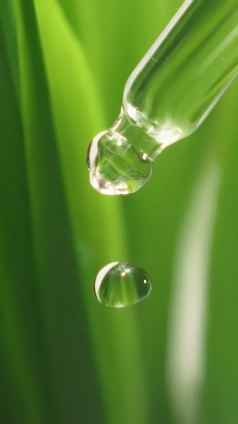 Macro shot of a clear plant extract or tea tree oil droplet falling Stock Footage 339764565