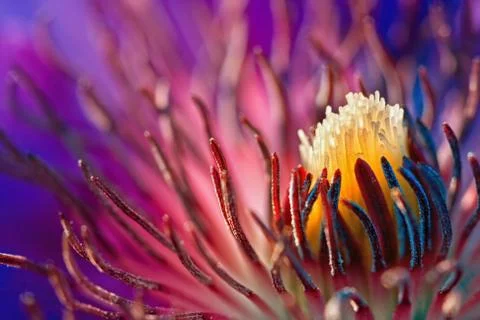 Macro shot of Clematis Stock Photos