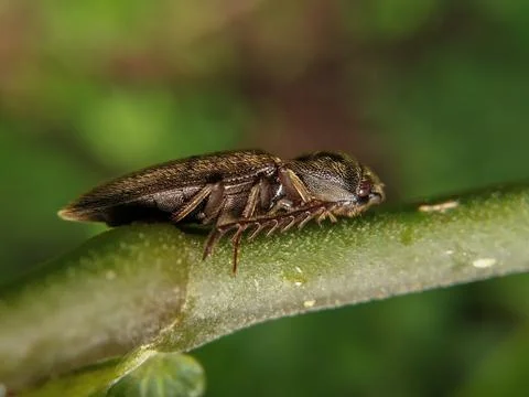Macro shot of click beetle Stock Photos