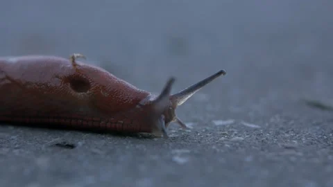 Macro shot (close up) of a common ground slug Stock Footage 172418047
