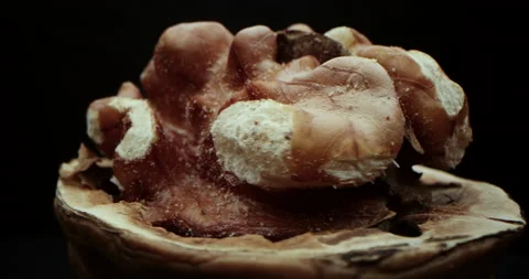 Macro shot, close-up macro shot of a nuts walnuts in beautiful light on a black Stock Footage 219020611