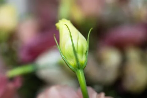 Macro shot of a closed eustoma lisianthus flower bud on a blurry green Stock Photos