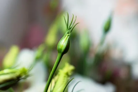 Macro shot of a closed eustoma lisianthus flower bud on a blurry green Stock Photos