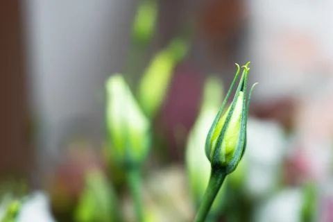 Macro shot of a closed eustoma lisianthus flower bud on a blurry green Stock Photos