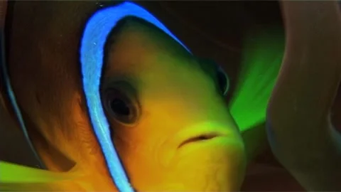 Macro Shot Of Clownfish Stock Footage 300510330