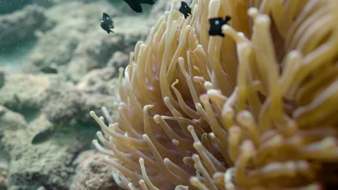 Macro Shot of Clownfish Protecting Eggs in Sea Anemone – Tropical Marine Life 4K Stock Footage 334104811