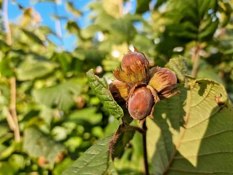 A macro shot of a cluster of hazelnuts hanging from the branches of a twisted Stock Photos