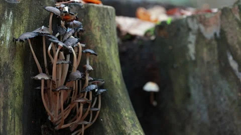 A Macro Shot Of A Cluster Of Small Ink Cap Mushrooms, Known As Coprinellus Micac 스톡 동영상 320888044