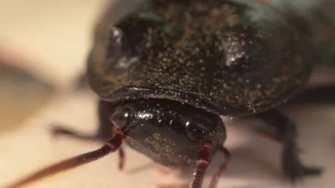 Macro Shot of cockroach Video stock 78155524