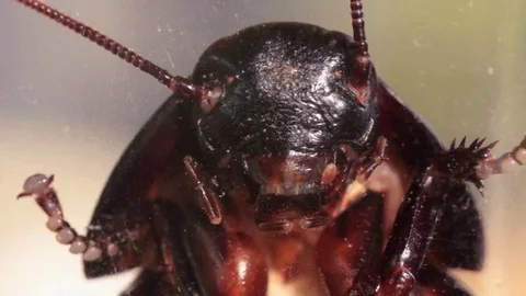 Macro shot of cockroach head Video stock 78155458