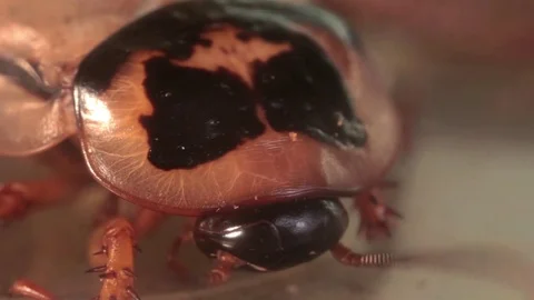 Macro Shot of cockroach head Video stock 78155579
