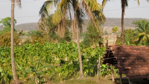 Macro shot of coconut tree, Coconut tree footage Stock Footage 150719464