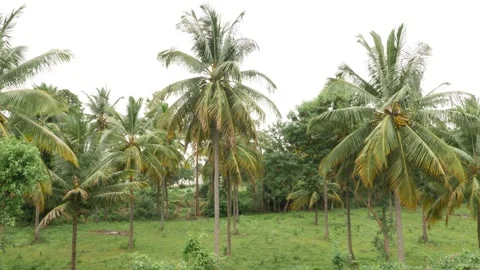 Macro shot of coconut trees 動画素材 156954716
