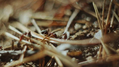 Macro Shot of Colony of Ants Walking on Forest Nest Stock Footage 282833574