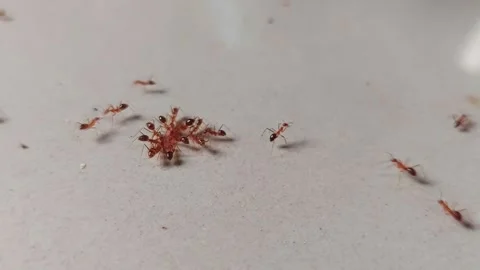 Macro shot of a colony of small red ants gathering and feeding on a crumb o.. 스톡 동영상 348394070