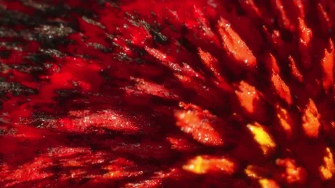 Macro Shot of Colored Magnetic Liquid Video stock 189870204