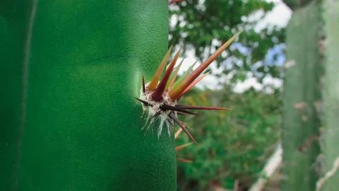 Macro shot of colorful, sharp thorns emerging from a green cactus stem in n.. Stock Photos