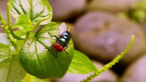 Macro Shot of Common Green Bottle Fly Resting on Green Leaf Stock Footage 334322922