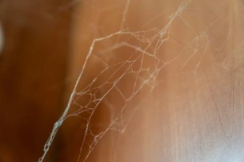 Macro shot of complex dusty cobweb on wooden background Stock Photos