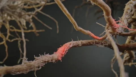 A macro shot of a complex system of tree or plant roots with a red beam of light Stock Footage 328166808
